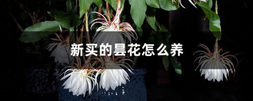 新买的昙花怎么养