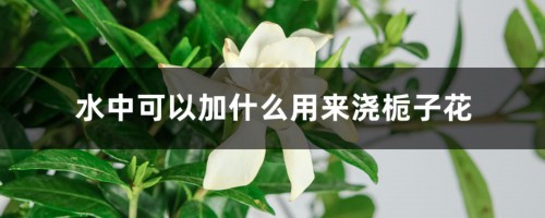 水中可以加什么用来浇栀子花，浇水需要浇透吗