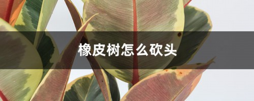 橡皮树怎么砍头